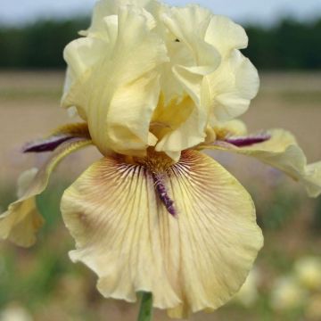 Iris germanica Thornbird - Giaggiolo paonazzo