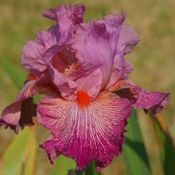 Iris germanica Anything Goes - Giaggiolo paonazzo