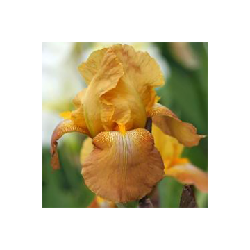 Iris germanica Casque d'Or - Giaggiolo paonazzo
