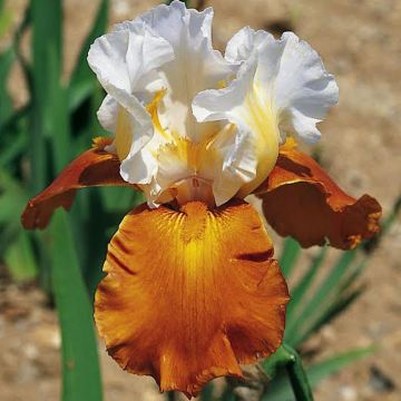 Iris germanica Fall Fiesta - Giaggiolo paonazzo