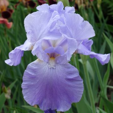Iris germanica Harbor Blue - Giaggiolo paonazzo
