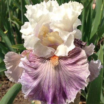 Iris germanica Juicy Rumours - Giaggiolo paonazzo