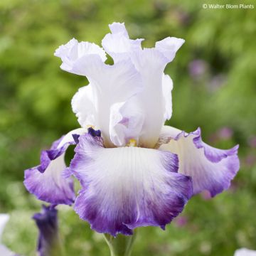 Iris germanica Pastel Printanier - Giaggiolo paonazzo