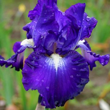 Iris germanica Spot - Giaggiolo paonazzo