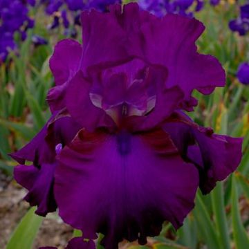 Iris germanica Gipsy Romance - Giaggiolo paonazzo