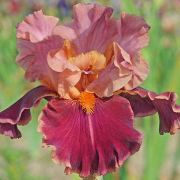 Iris germanica Impressionist - Giaggiolo paonazzo