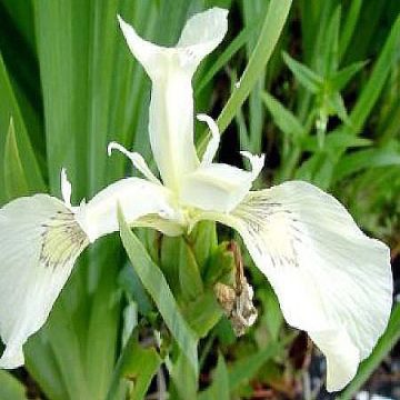 Iris pseudacorus Creme de la Creme - Giaggiolo acquatico