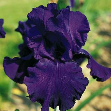Iris germanica Royal Intrigue - Giaggiolo paonazzo