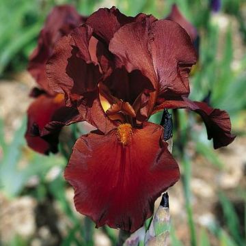 Iris germanica Vitafire - Giaggiolo paonazzo