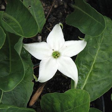 Jaborosa integrifolia - Mandragora a foglia intera