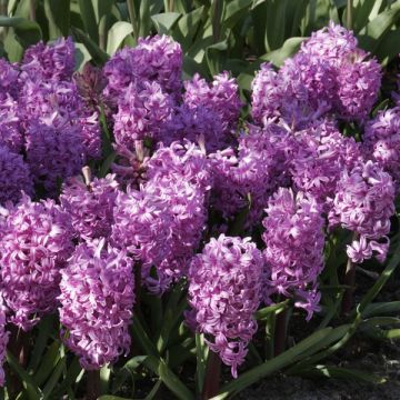Giacinto Amethyst - Hyacinthus