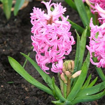 Giacinto Pink Pearl - Hyacinthus