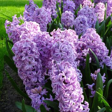 Giacinto Splendid Cornélia - Hyacinthus