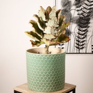 Kalanchoe beharensis Fang