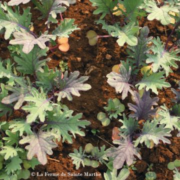 Cavolo cinese Kalinka