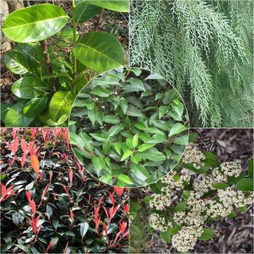 Kit siepe sempreverde assortita eco