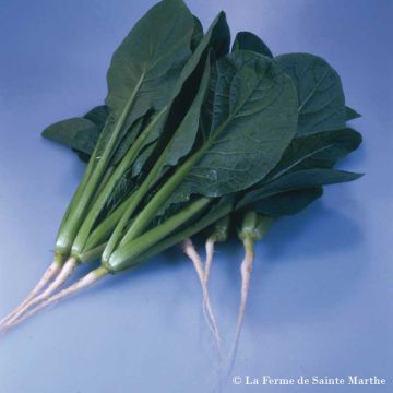 Komatsuna var. perirridis