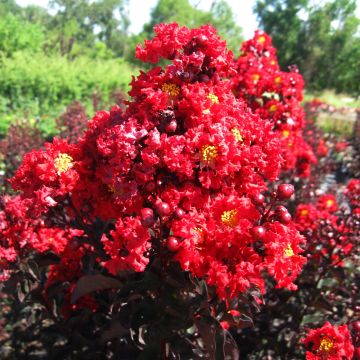 Lagerstroemia Black Solitaire Red Hot - Mirto crespo