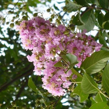 Lagerstroemia Mauve - Mirto crespo