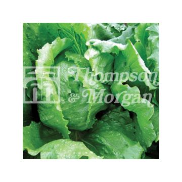 Lattuga a cappuccio Antartica