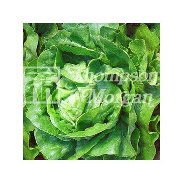 Lattuga a cappuccio Artic King