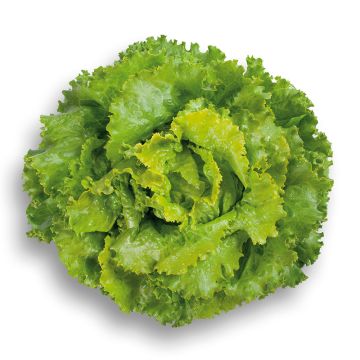 Lattuga batavia Décision