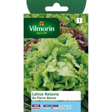 Lattuga batavia di Pierre Bénite - Vilmorin