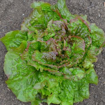 Lattuga batavia Rossa di Grenoble Bio - Ferme de Sainte Marthe