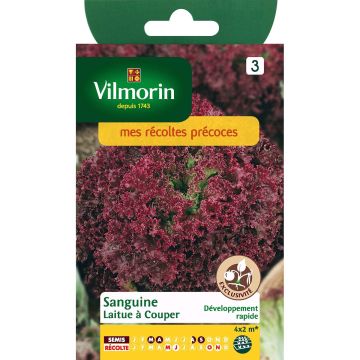 Lattuga batavia Sanguine