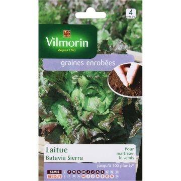 Lattuga batavia Sierra