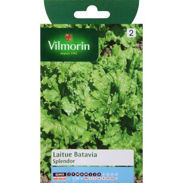 Lattuga batavia Splendor