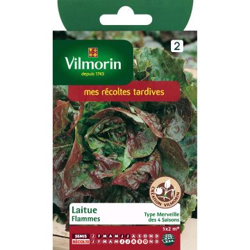 Lattuga a cappuccio Flammes