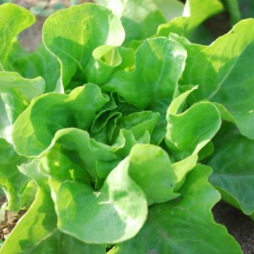 Lattuga a cappuccio La Première