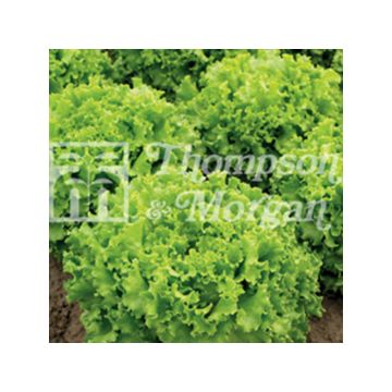 Lattuga batavia Lettony