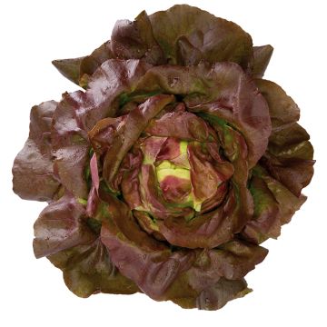 Lattuga rossa Jerrican