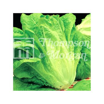 Lattuga romana Bionda Lenta a Montare