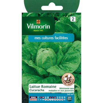 Lattuga romana Cucaracha
