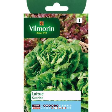Lattuga Sucrine