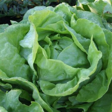 Lattuga a cappuccio Sylvesta Bio - Ferme de Sainte Marthe