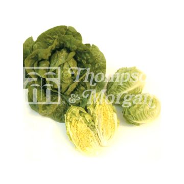 Lattuga romana Tantan