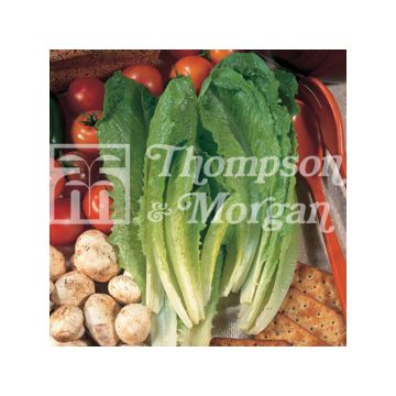 Lattuga romana Valmaine