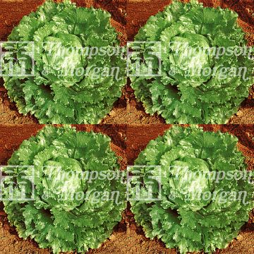 Lattuga a cappuccio Webbs Wonderful