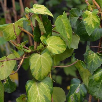 Hedera colchica Sulphur Heart - Edera variegata