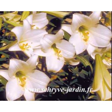 Lilium longiflorum White America - Giglio