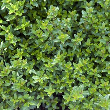 Lonicera nitida Tidy Tips