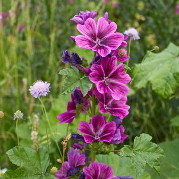 Malva sylvestris var Mauritiana Bio (semi) - Malva selvatica
