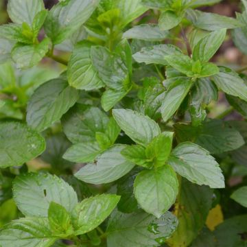 Mentha citrata Goût d'Orange - Menta bergamotto