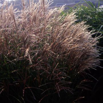 Miscanthus sinensis Kleine Fontäne