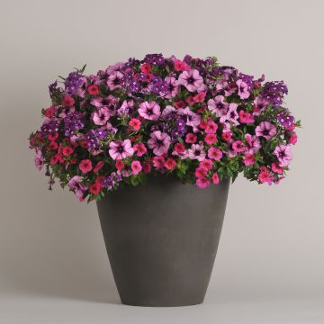 Petunia, Calibrachoa, Verbena - Petunia mix