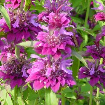 Monarda Bergamo rose pourpre - Monarda